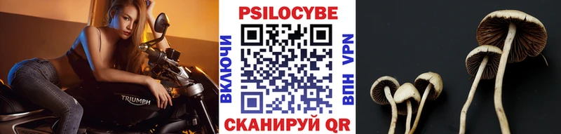 Галлюциногенные грибы Psilocybine cubensis  Александровское 